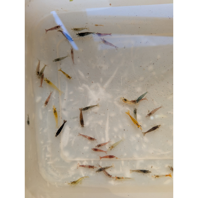 Mixed culls/skittle pack x10 plus +2 in case of doa, next day delivery with tracking, FREE guppy grass or other plant