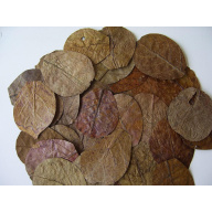 50 x NANO Indian Almond Leaves ( Catappa ), 7- 9cm , Shrimp , Black Water etc .