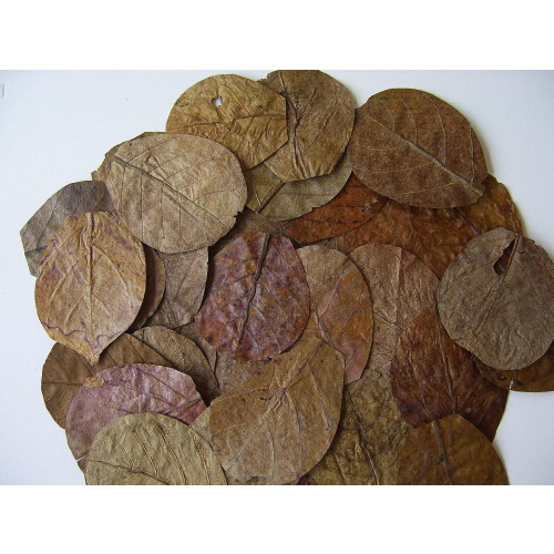 100 x NANO Indian Almond Leaves ( Catappa ), 7- 9cm , Shrimp , Black Water etc .