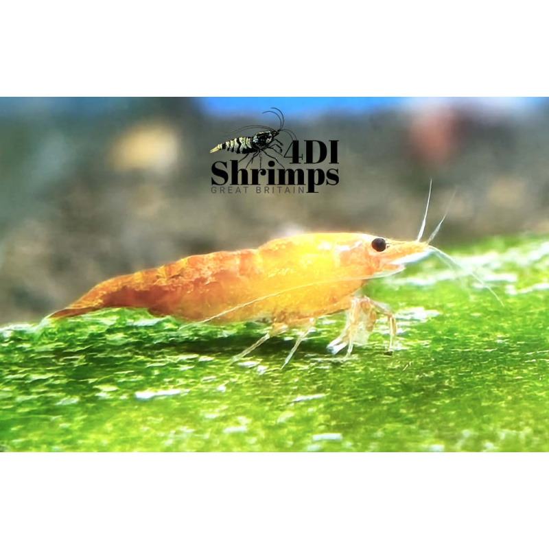 X5+1 Neocaridina Orange Sunkist
