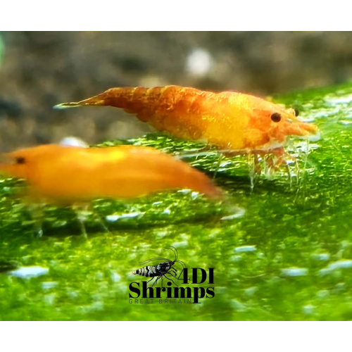 X5+1 Neocaridina Orange Sunkist