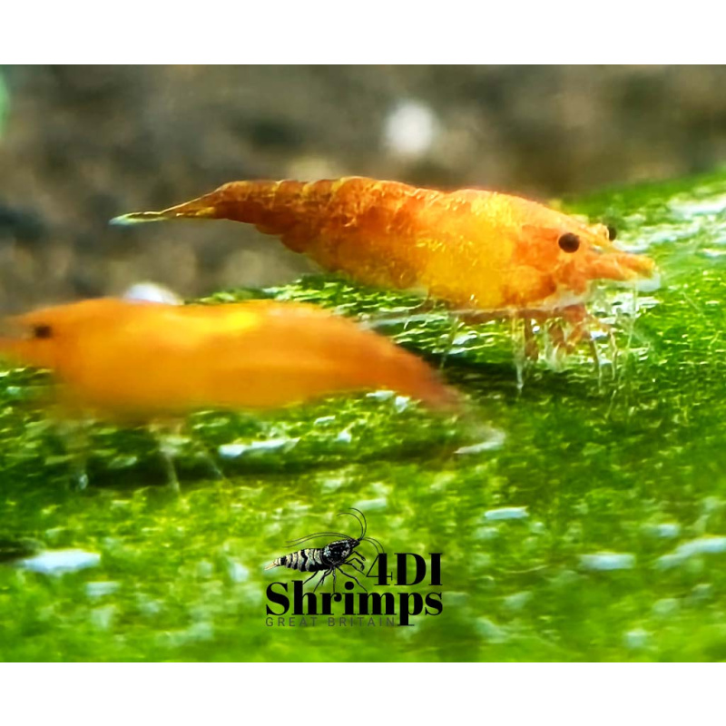 X5+1 Neocaridina Orange Sunkist