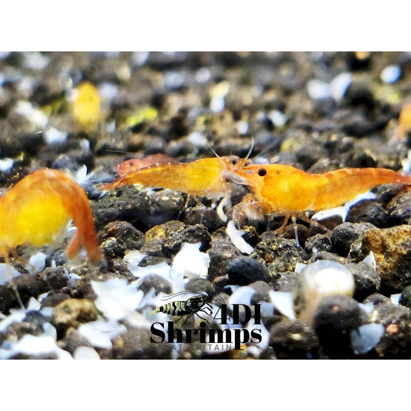 X5+1 Neocaridina Orange Sunkist