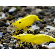 X5+1 Neocaridina Yellow Neon Sakura