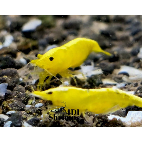 X5+1 Neocaridina Yellow Neon Sakura