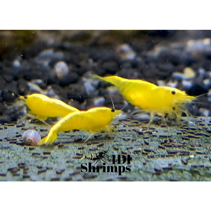 X5+1 Neocaridina Yellow Neon Sakura