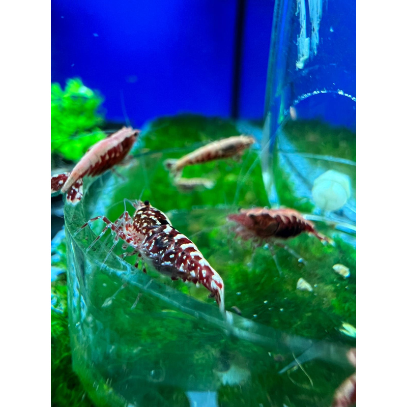 5X (+1 free) High Grade Red Galaxy Fishbone
