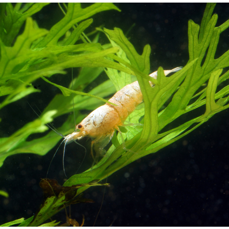 10x UK Bred Snow White Caridina Shrimp (aka Pure White Line - PWL)
