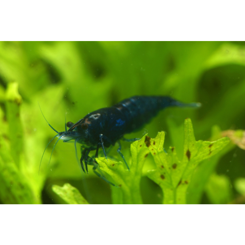 10x UK Bred Blue Diamond Neocaridina Shrimp - Opaque Dark Glossy Blue