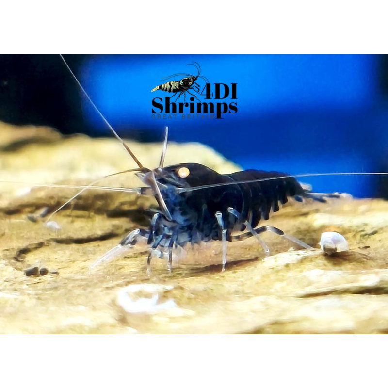 X5+1 Blue Tiger OE Orange eye