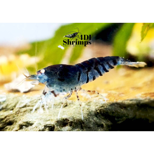 X5+1 Blue Tiger OE Orange eye