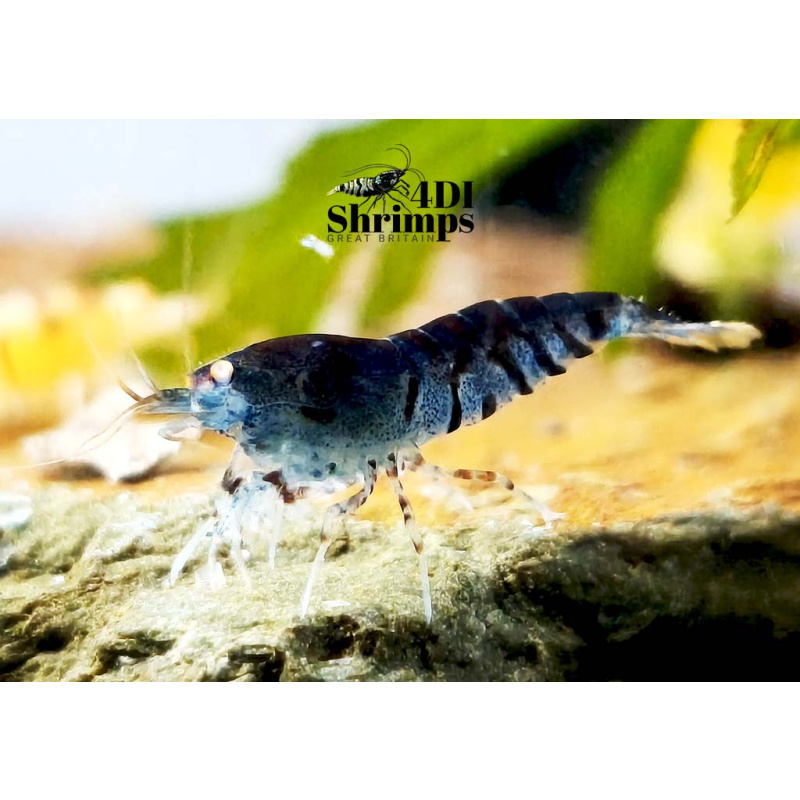 X5+1 Blue Tiger OE Orange eye