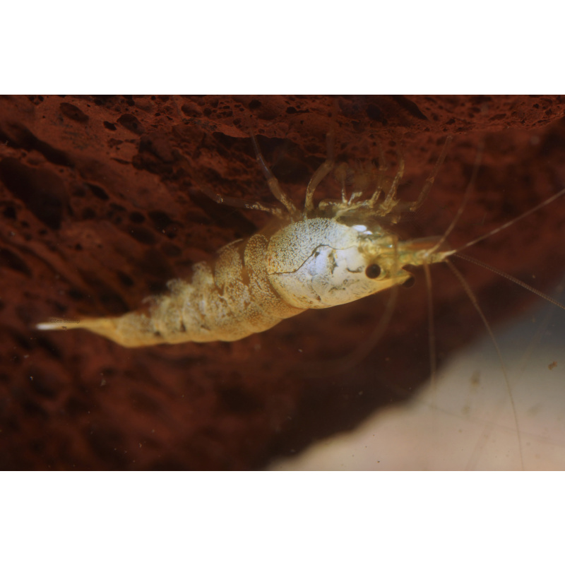 10x UK Bred Snow White Caridina Shrimp (aka Pure White Line - PWL)