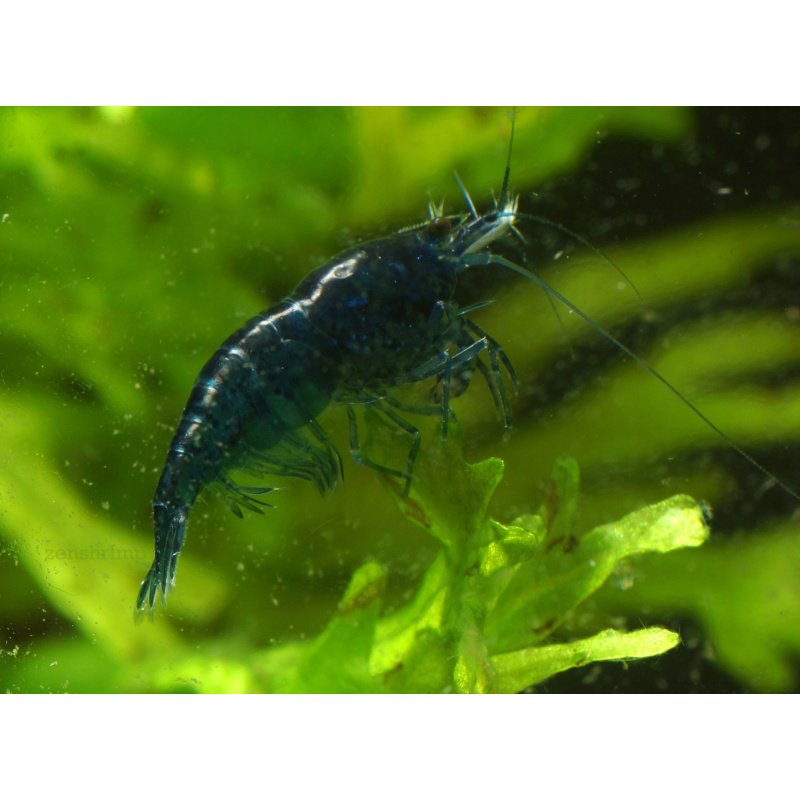 10x UK Bred Blue Diamond Neocaridina Shrimp - Opaque Dark Glossy Blue