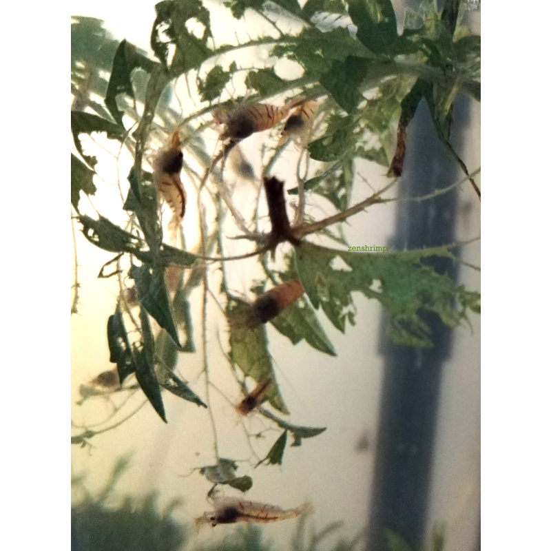 10x UK Bred Red Tiger Shrimp - Caridina mariae “Red Tiger”