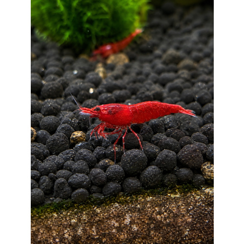 Red Cherry Shrimp — Neocaridina davidi — Group of 15 — Medium/High Grade — 0.5–1.5 cm