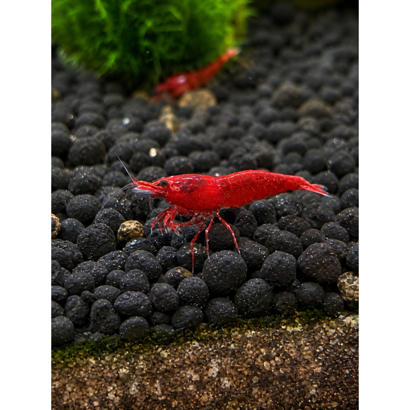 Red Cherry Shrimp — Neocaridina davidi — Group of 15 — Medium/High Grade — 0.5–1.5 cm