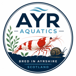 Ayr Aquatics