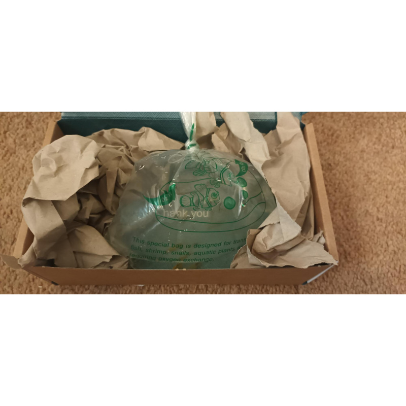 50 Yellow Cherry Shrimp, sent in breather bags