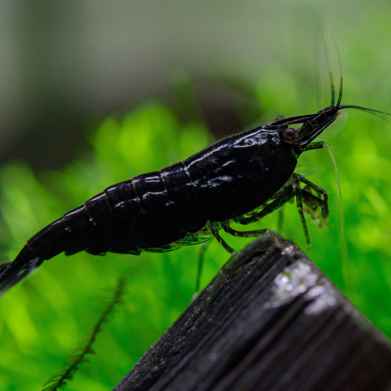 10+1 Beutiful black rose shrimp