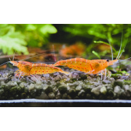 10 (plus 2) Bloodshot tangerine tiger shrimp. UK bred
