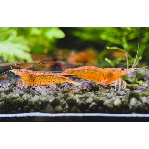 10 (plus 2) Bloodshot tangerine tiger shrimp. UK bred