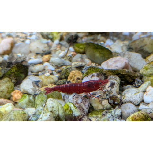 18 + 2 Free Neocaridina Bloody Mary Shrimp 1.5-2cm