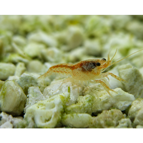 Blue Crayfish Babies 1 + 4 Free, 12 GBP