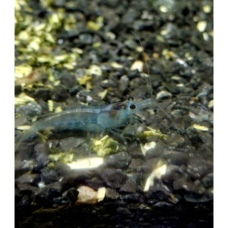 Blue Jelly Neocaridina Shrimp 10+2