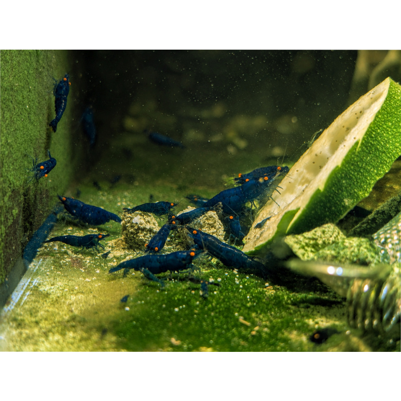 Rare High Grade Orange Eye Blue Devil Shrimp.  (Shipping available)