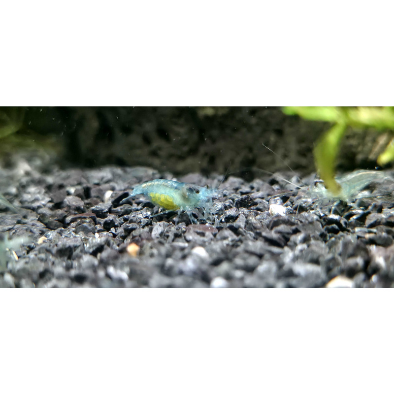 Blue Jelly Neocaridina Shrimp 10+2
