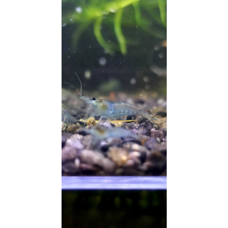 Blue Jelly Neocaridina Shrimp 10+2