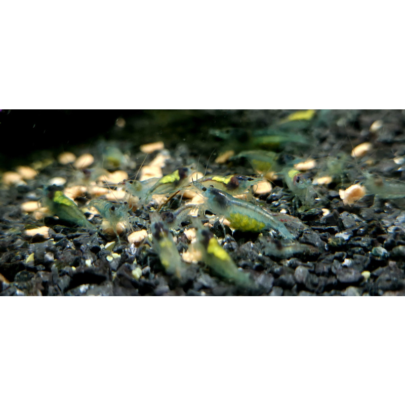 Blue Jelly Neocaridina Shrimp 10+2
