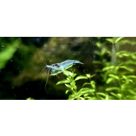 Blue Jelly Neocaridina Shrimp 10+2