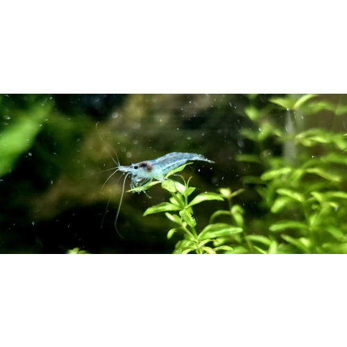 Blue Jelly Neocaridina Shrimp 10+2