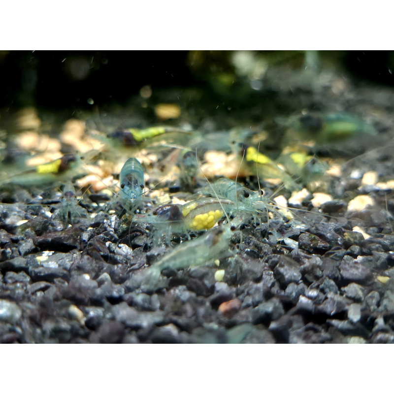 Blue Jelly Neocaridina Shrimp 10+2