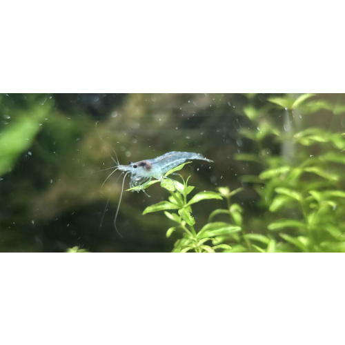 Blue Jelly Neocaridina Shrimp 10+2