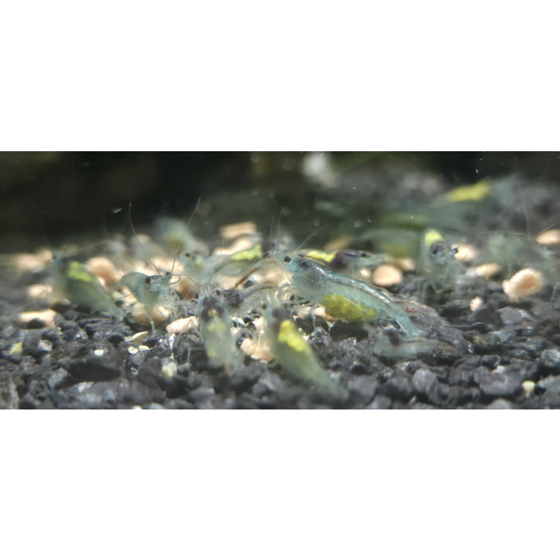Blue Jelly Neocaridina Shrimp 10+2
