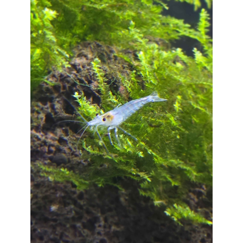 Blue Jelly Neocaridina Shrimp 10+2