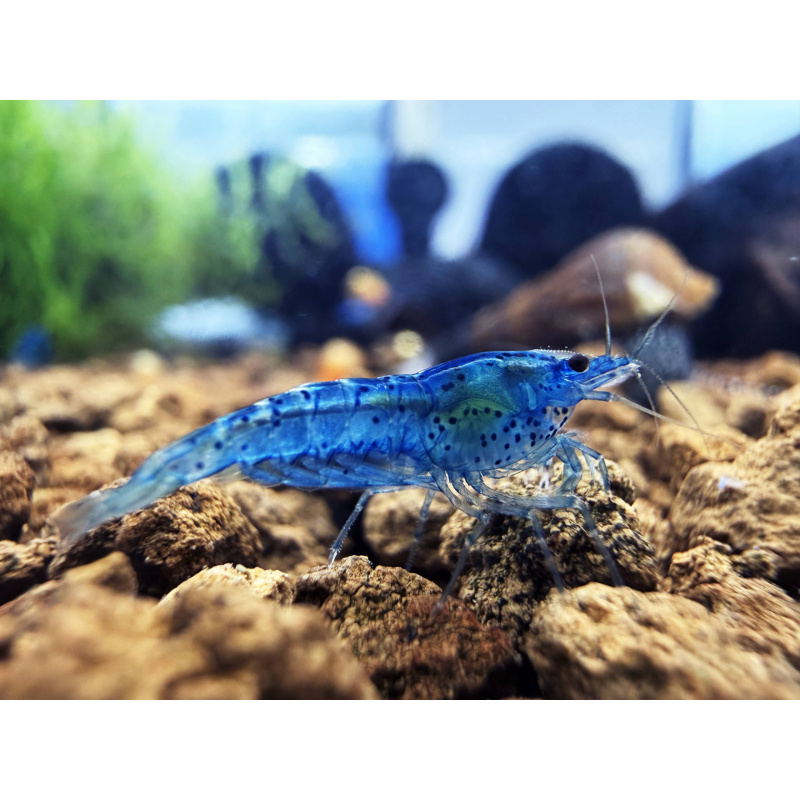 Bright Blue Dreams 10+1