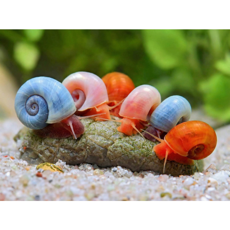 Ramshorn snails mixed sizes x50, Free postage UK seller.
