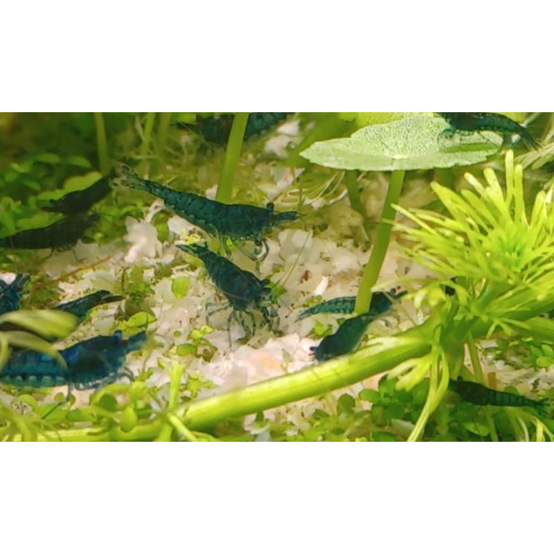 Juvenile Shrimp for Sale – Red (£1), Blue (£2) & Yellow (£2) | Free Plant Included. (Please message me with the quantity and colour required, and I will confirm the total price. Payment method: Bank transfer)