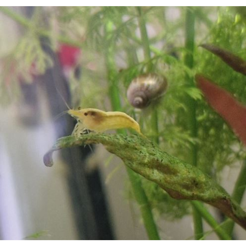 Juvenile Shrimp for Sale – Red (£1), Blue (£2) & Yellow (£2) | Free Plant Included. (Please message me with the quantity and colour required, and I will confirm the total price. Payment method: Bank transfer)