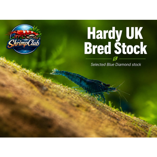 10 + 2 Blue Diamond Neocaridina Shrimp – UK Bred – Hardy Healthy Stock
