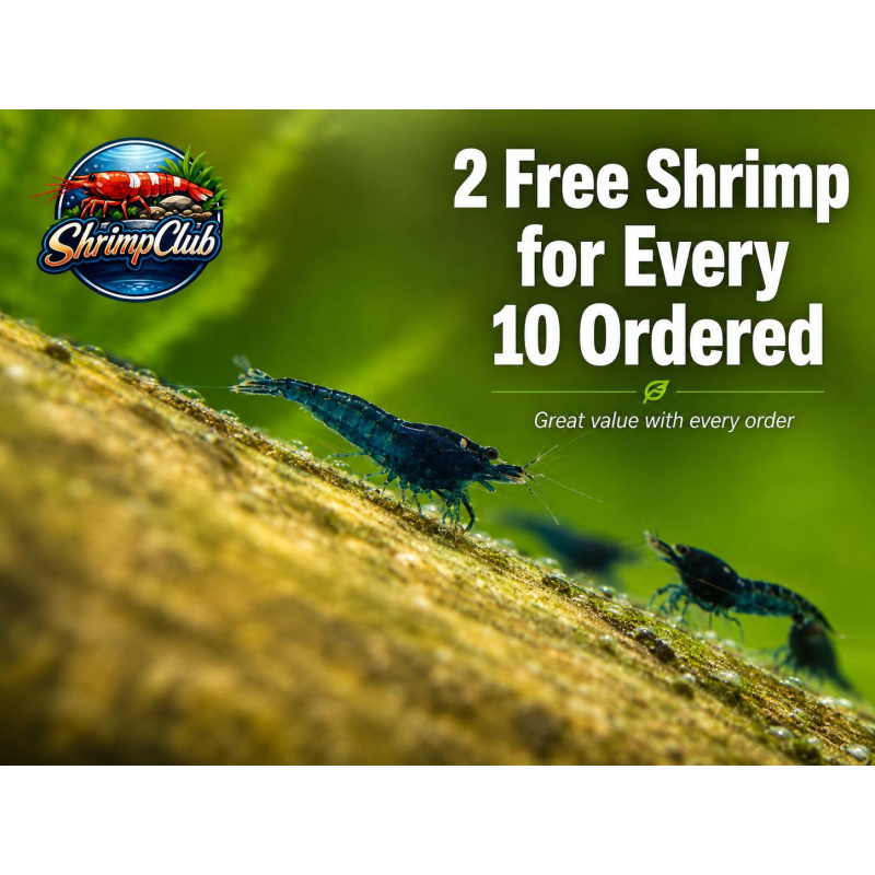 10 + 2 Blue Diamond Neocaridina Shrimp – UK Bred – Hardy Healthy Stock