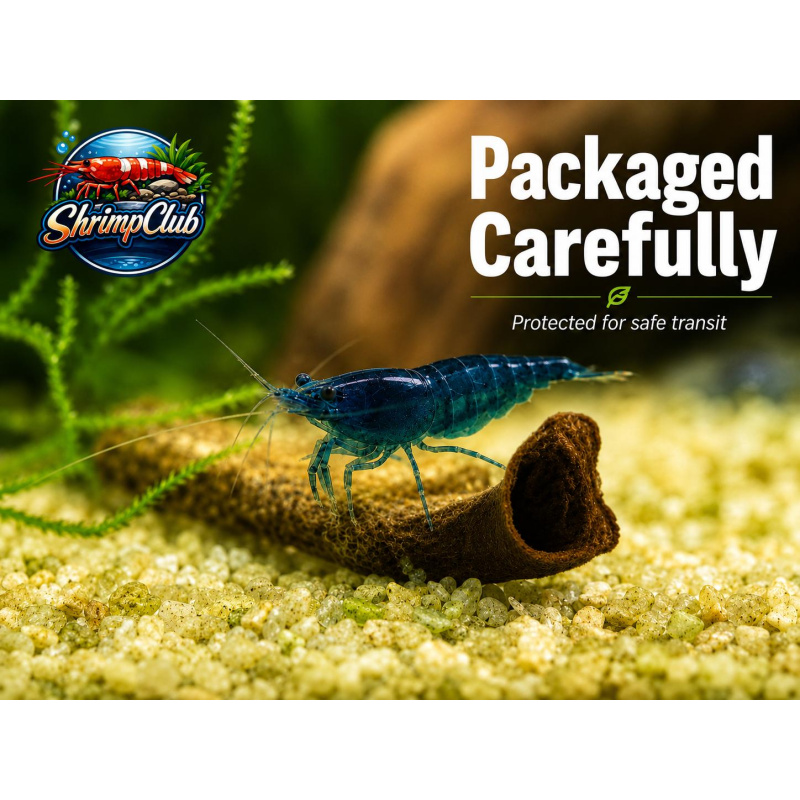 10 + 2 Blue Diamond Neocaridina Shrimp – UK Bred – Hardy Healthy Stock