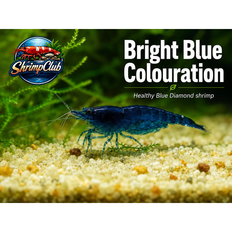 10 + 2 Blue Diamond Neocaridina Shrimp – UK Bred – Hardy Healthy Stock