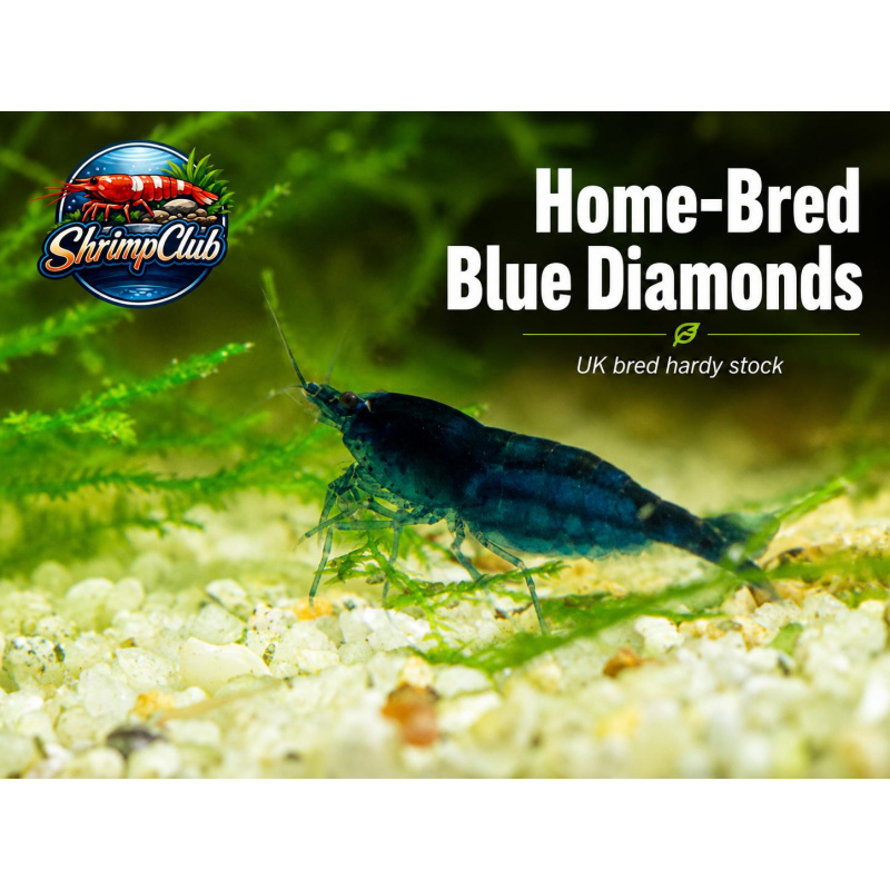 10 + 2 Blue Diamond Neocaridina Shrimp – UK Bred – Hardy Healthy Stock