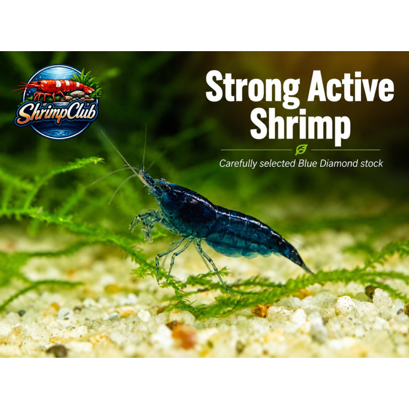 10 + 2 Blue Diamond Neocaridina Shrimp – UK Bred – Hardy Healthy Stock