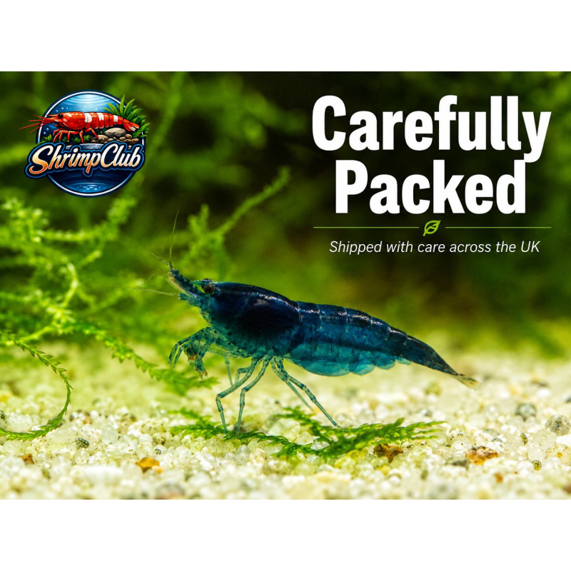 10 + 2 Blue Diamond Neocaridina Shrimp – UK Bred – Hardy Healthy Stock